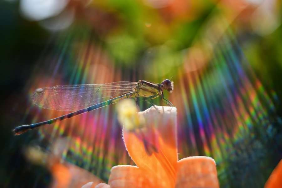 Lydith 30 f3.5 II | Meyer Optik Görlitz - Unique lenses with character