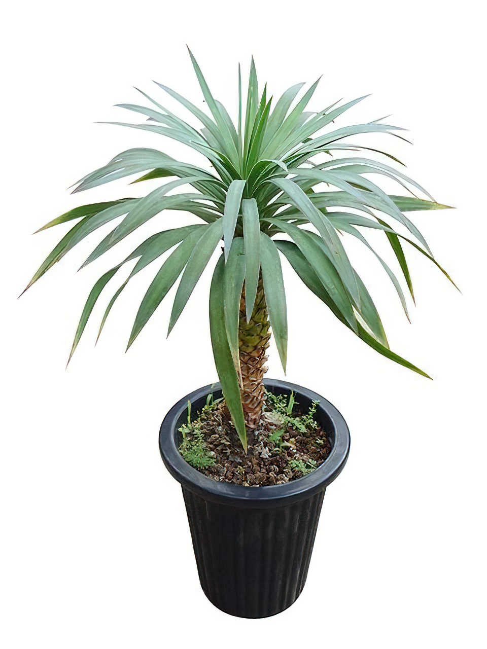 ユッカ・デスメティアーナ | HITOTOKI by MAKIMO PLANT