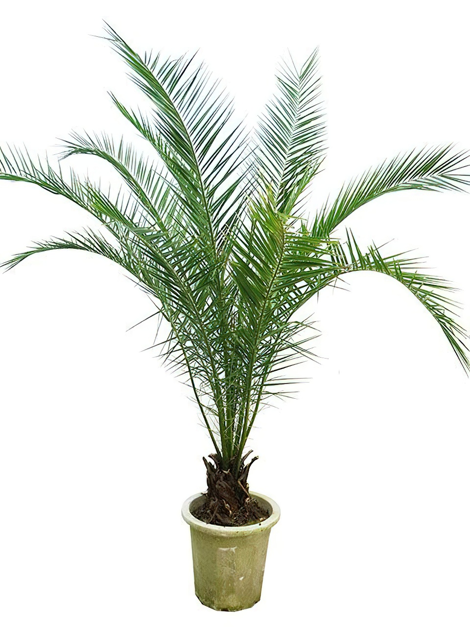 カナリーヤシ 12号サイズ | HITOTOKI by MAKIMO PLANT