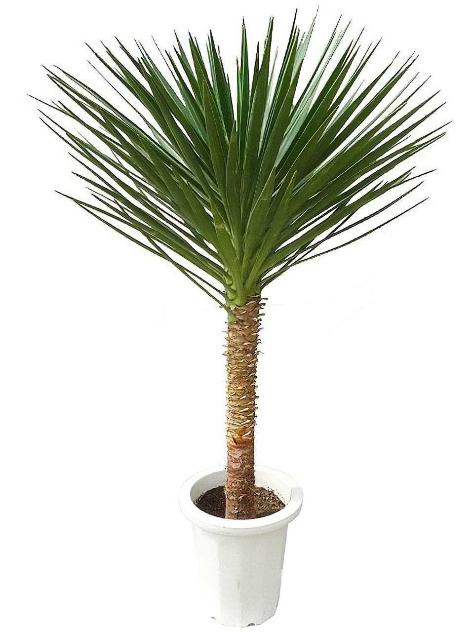 ユッカ・アロイフォリア | HITOTOKI by MAKIMO PLANT