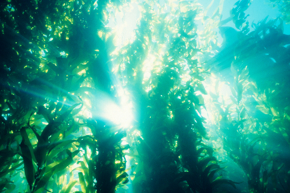 ミキモト コスメティックスムーンパール アクシア,ムーンパール