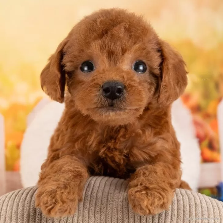 トイプードル【愛知県・男の子・2026年1月13日・レッド】3/7㈯・21