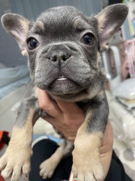 フレンチブルドッグの交配犬検索｜みんなのブリーダー