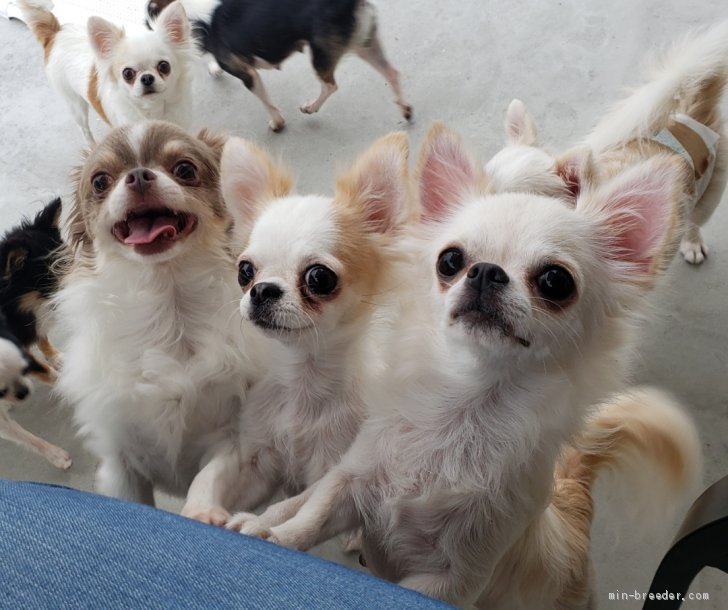 滋賀】河本 美帆(かわもと みほ)ブリーダー｜みんなのブリーダー