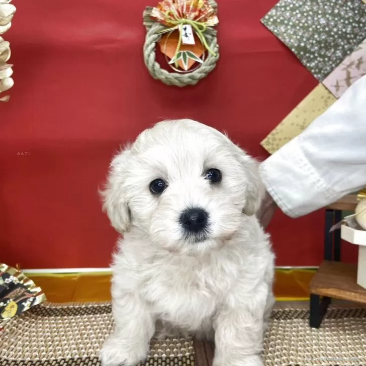 マルプー(マルチーズ×トイプードル)【北海道・男の子・2025年11月10日