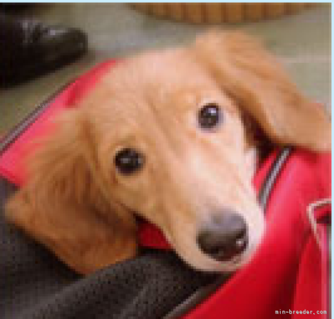 マルプー(マルチーズ×トイプードル)【北海道・男の子・2025年11月10日