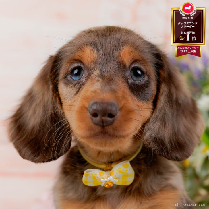 ミニチュアダックスフンド(ロング)【神奈川県・女の子・2025年11月21日