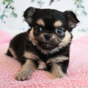 ブラック＆タンのチワワ(ロング)の子犬を探す｜ブリーダー直販の子犬