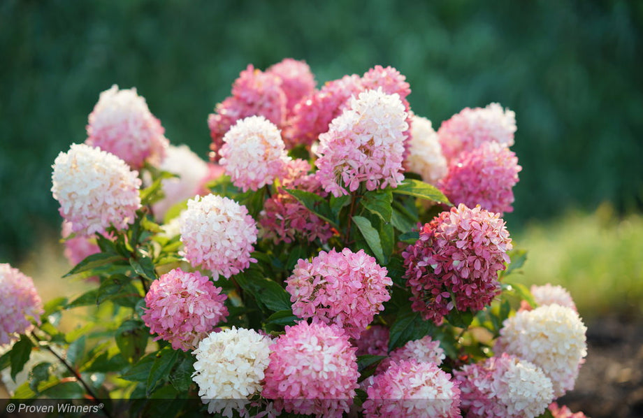 Hydrangea, Zinfin Doll TREE – Mulder's Nursery LLC