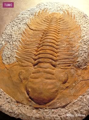 東北大学総合学術博物館：展示案内 ミニ標本案内 「三葉虫」