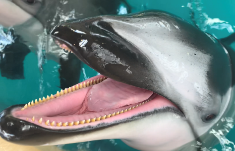 実は・・・ | のとじま水族館