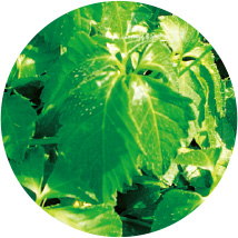 ウォータリーオイル セラム Watery Oil Serum｜株式会社ノエビア