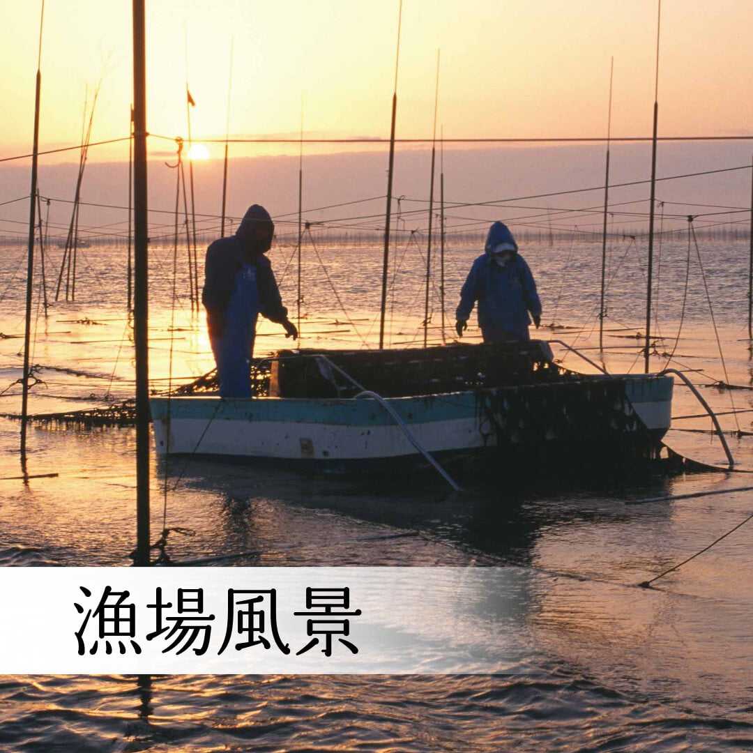 まとめ買い／送料無料】広島産かき味付け海苔 汐紫8本｜海苔匠安芸郷の