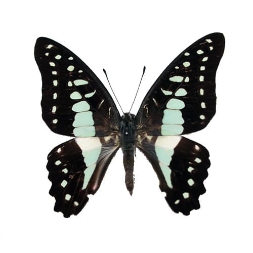 送料無料】ヘレナモルフォ , 蝶の標本 販売・通販のNatureShop