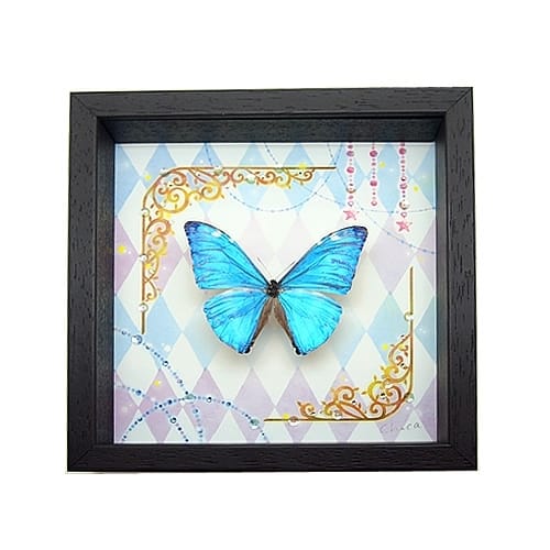 collectionB , 蝶の標本 販売・通販のNatureShop|モルフォやキプリス