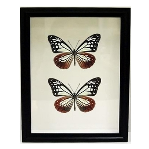 セット標本 , 蝶の標本 販売・通販のNatureShop|モルフォやキプリス