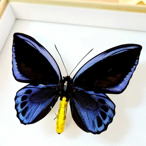 アオメガネアゲハ(アオメガネトリバネアゲハ) , アゲハ蝶科標本 , 蝶の