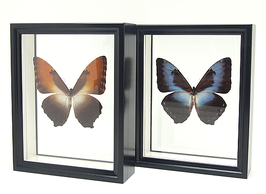 タイヨウモルフォ , タテハ蝶科標本 , 蝶の標本 販売・通販の