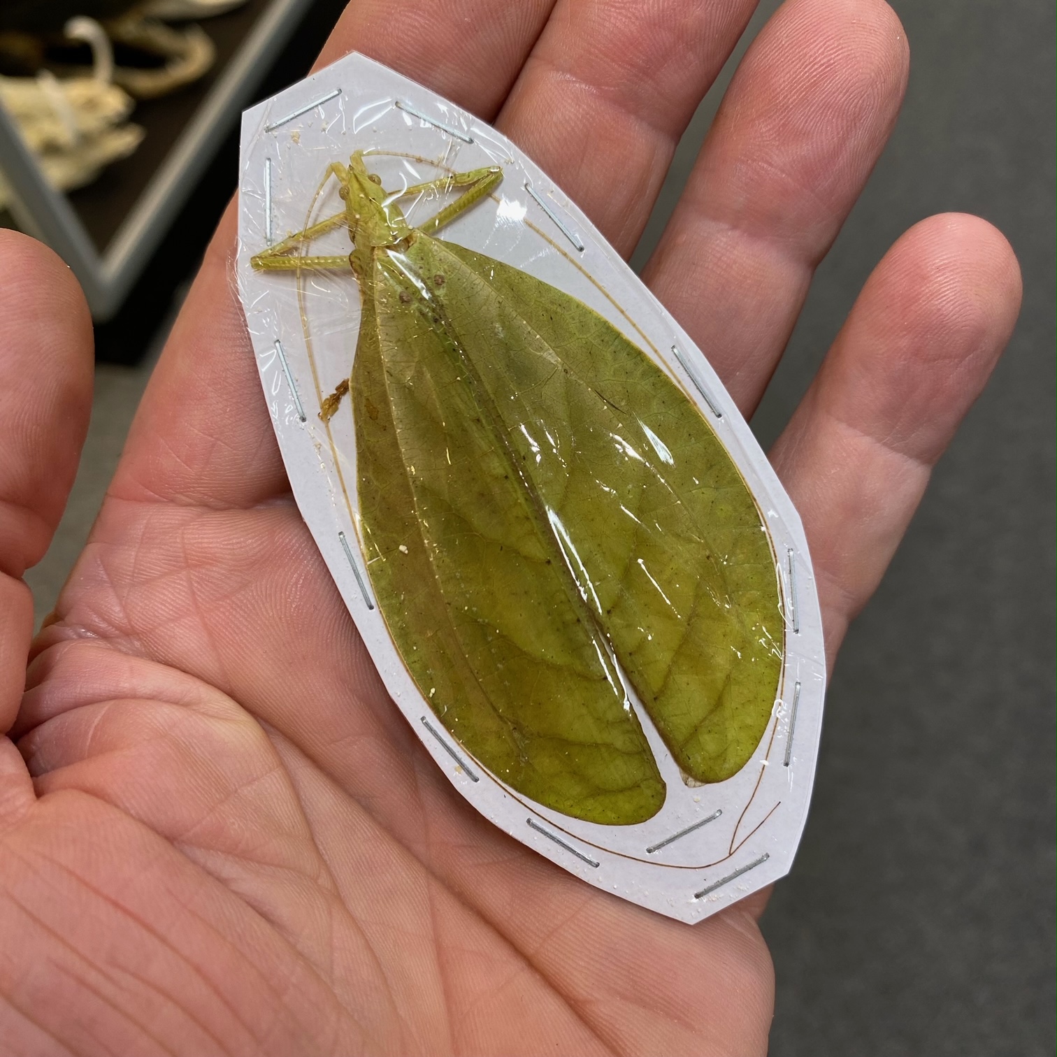Cricket, Tympanophyllum species, Papered specimen. - nātür
