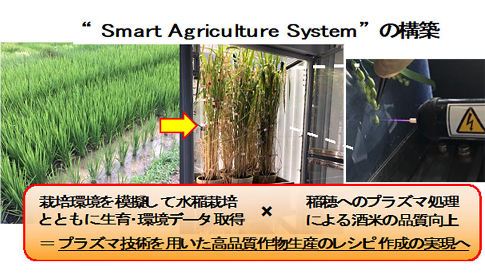 稲穂への低温プラズマ処理による酒米品質の向上 ～先端スマート