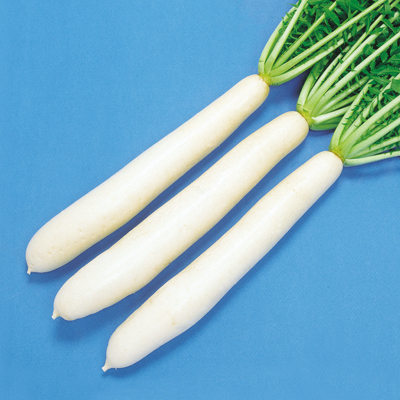 長太郎大根／野菜の種の通信販売 - 中原採種場(株)
