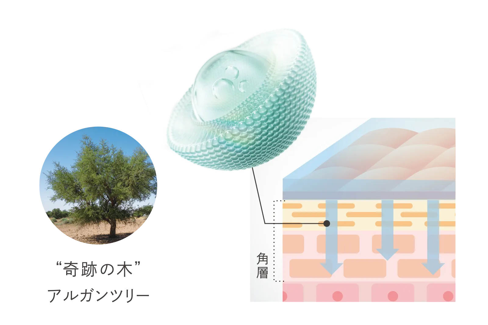 ハリを巡る異次元の マッサージングパック新登場！ | NARIS ONLINE STORE