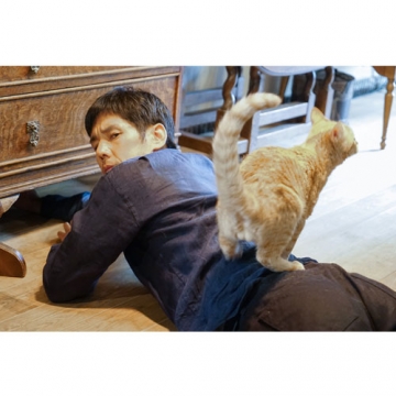 ブランケット・キャッツ DVD-BOX 全4枚｜国内ドラマ｜DVD