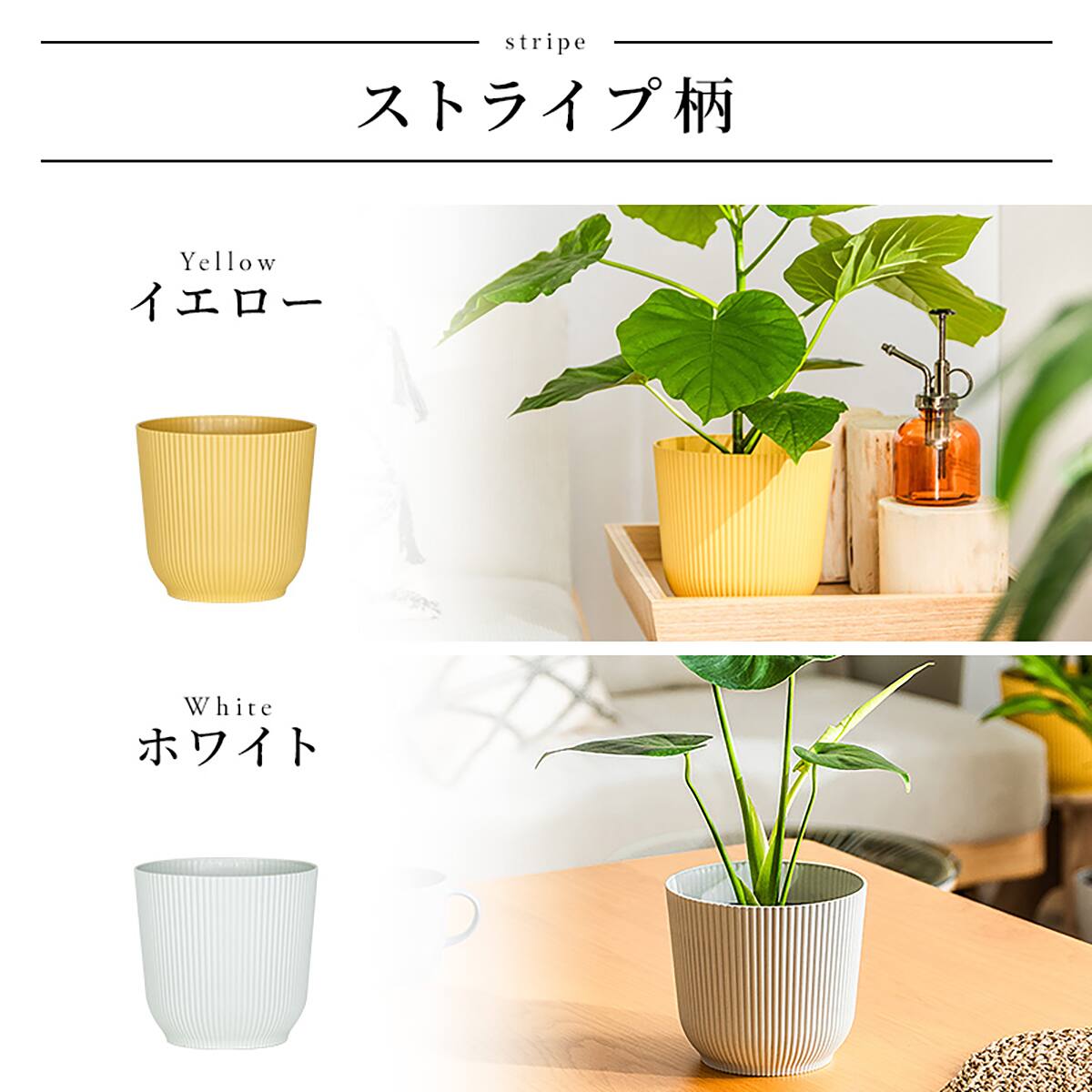 観葉植物】ウンベラータ(5号 プラ鉢付き ストライプ ホワイト