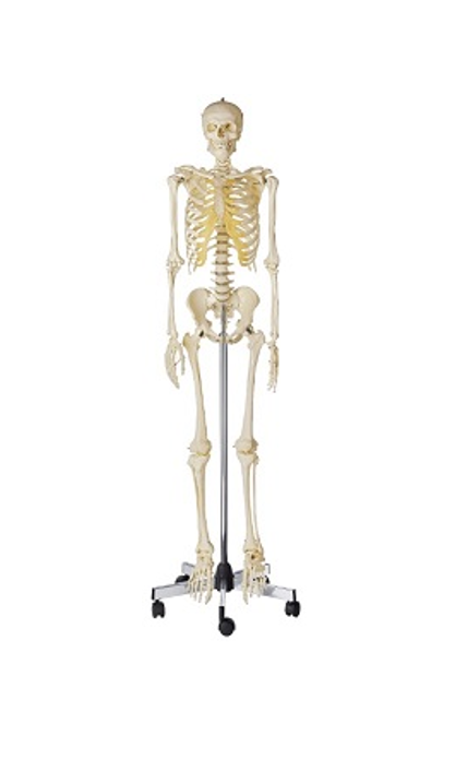 プロメテウス解剖学アトラス 解剖学総論/運動器系 第4版 - ニットクSHOP