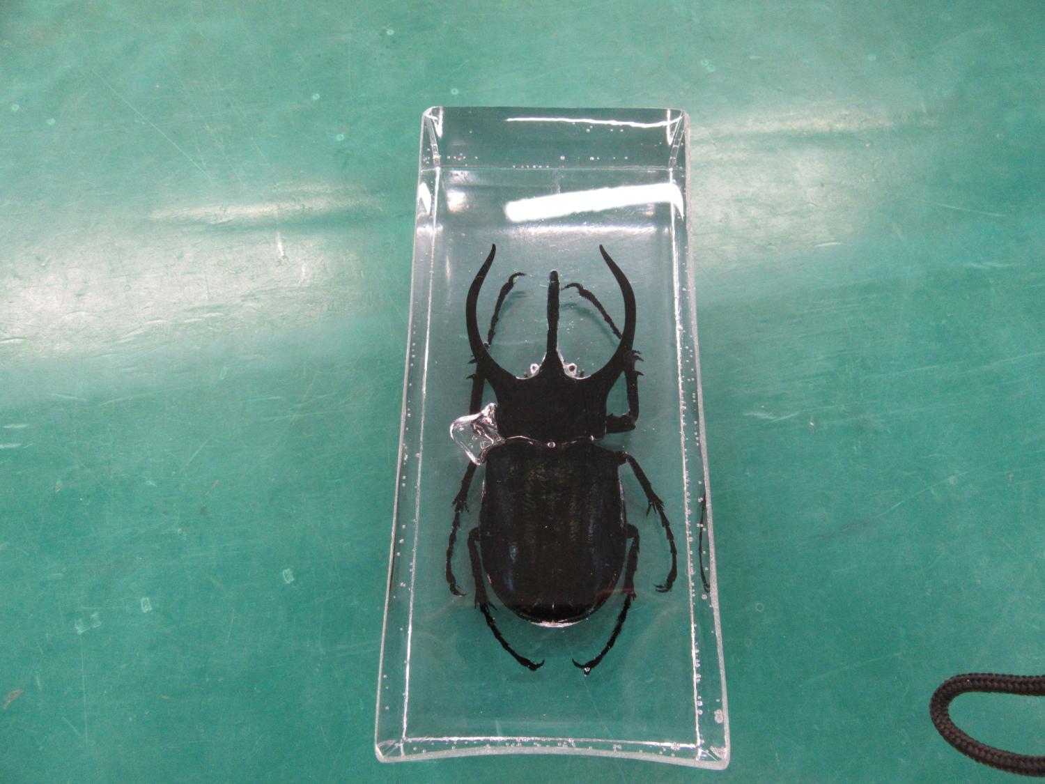 標本「コーカサスオオカブト」 - 日栄工業株式会社