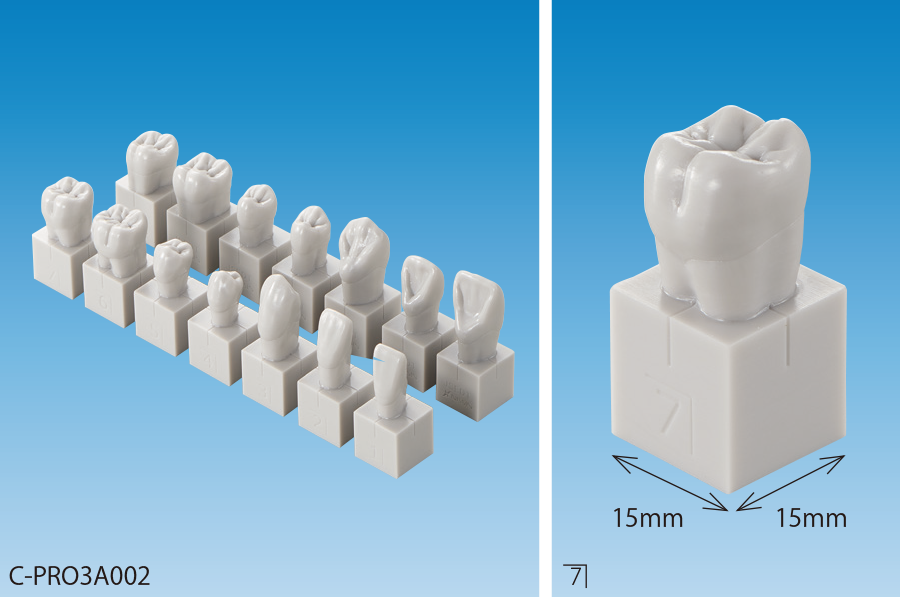 歯の解剖｜株式会社ニッシン｜歯科模型・歯科材料のトップメーカー