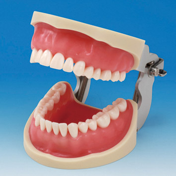Operative Area | Operative Jaw Model (32 teeth) [CON2001-UL-SP-FEM