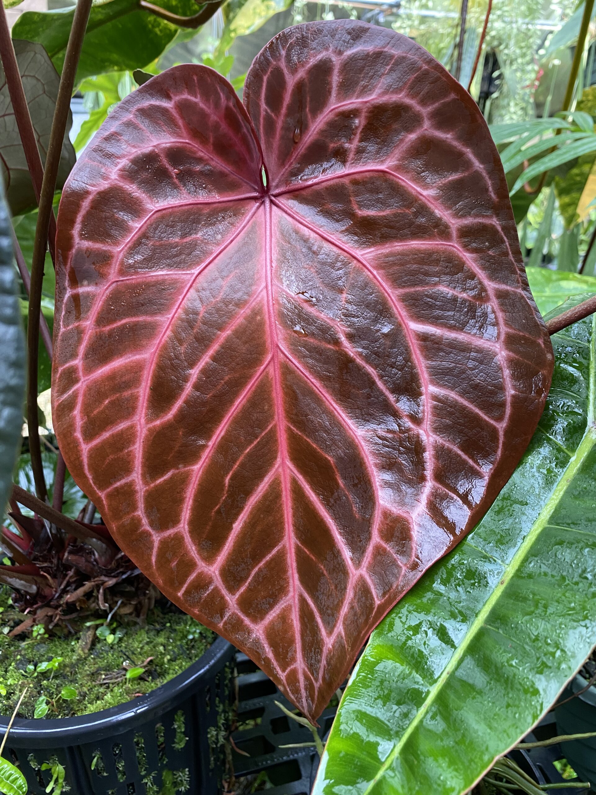 Anthurium NSE red crystallinum seedling - NSE Tropicals