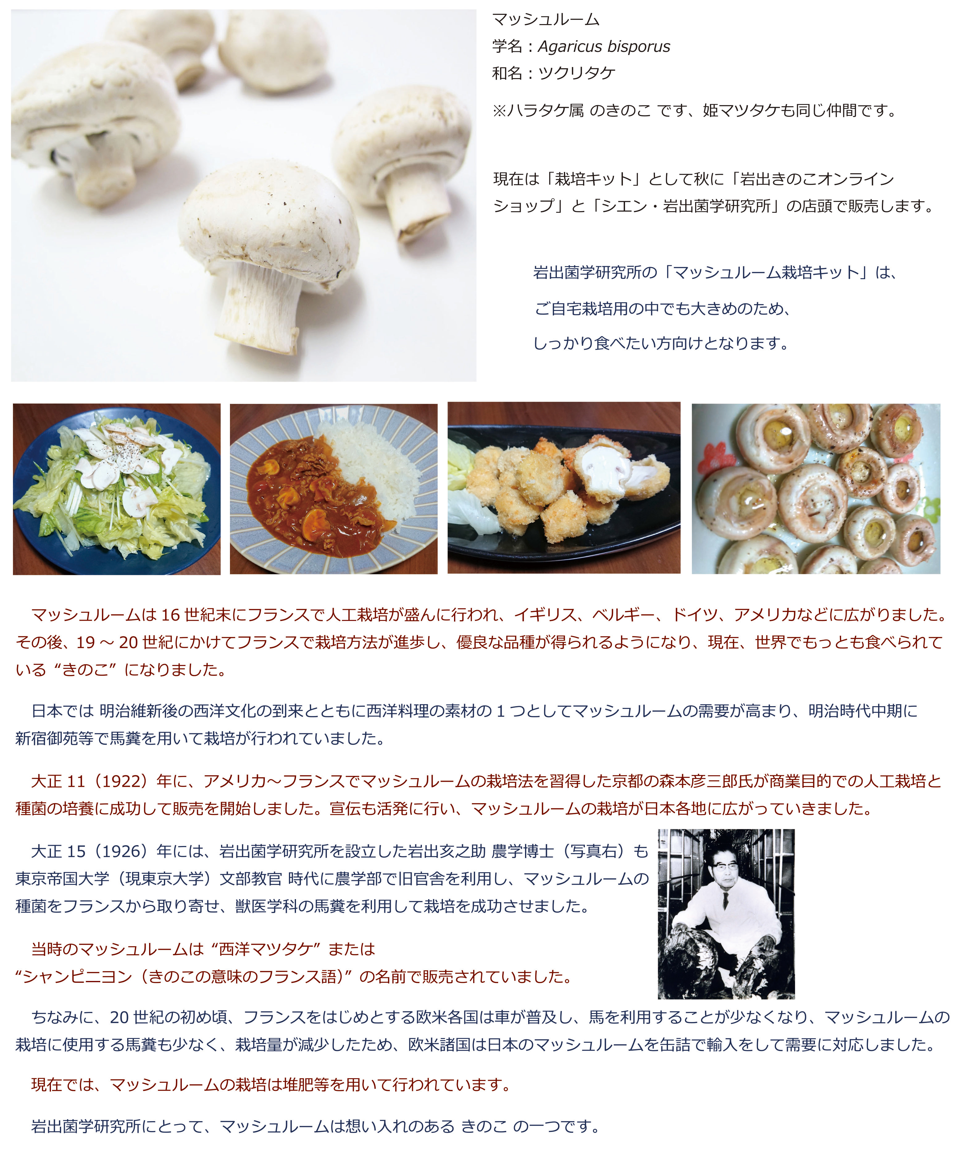 マッシュルーム シエン/岩出菌学研究所