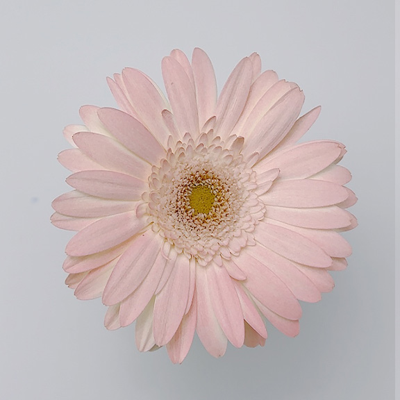 オアシス®カラースプレー【パーフェクトピンク D-5304】スプレーカラー