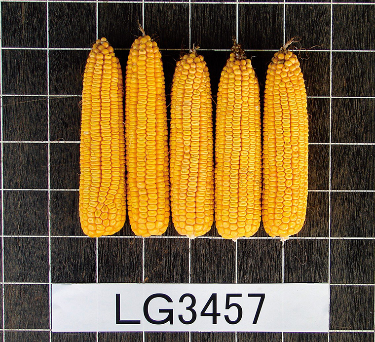 ニューデント100（品種LG3457）｜トウモロコシ｜トウモロコシ種子