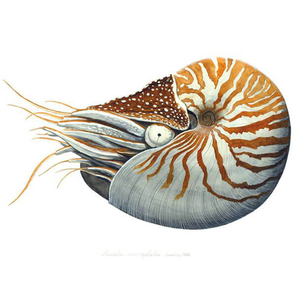 アーティストコレクション作品詳細【かわさきしゅんいち】 ｜ Sonny Angel