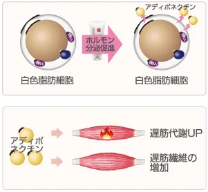 Prime S Cream (プライムエスクリーム) | たるみ引き締めクリーム