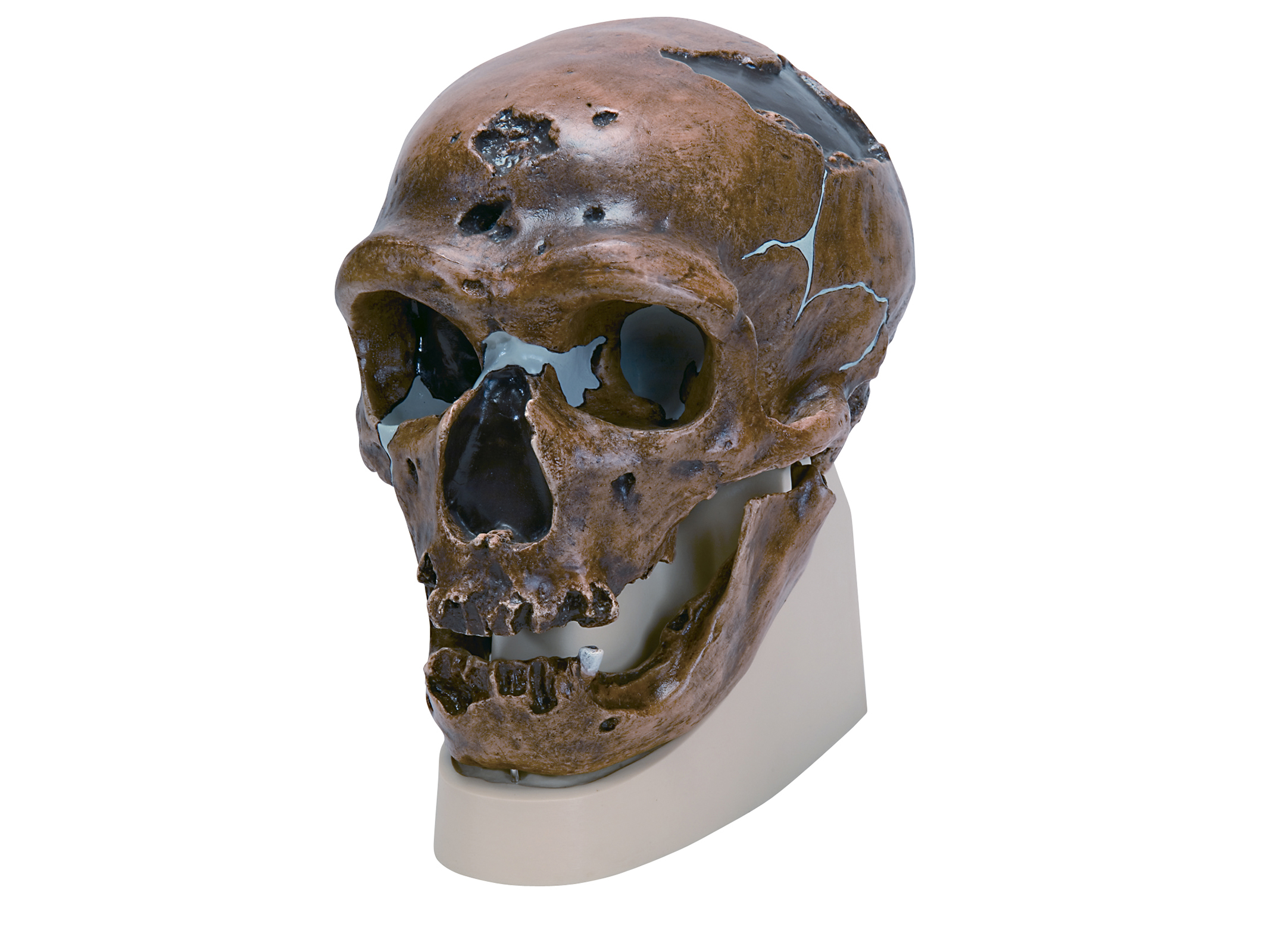 古代人頭蓋骨模型(クロマニヨン人) VP752N/1