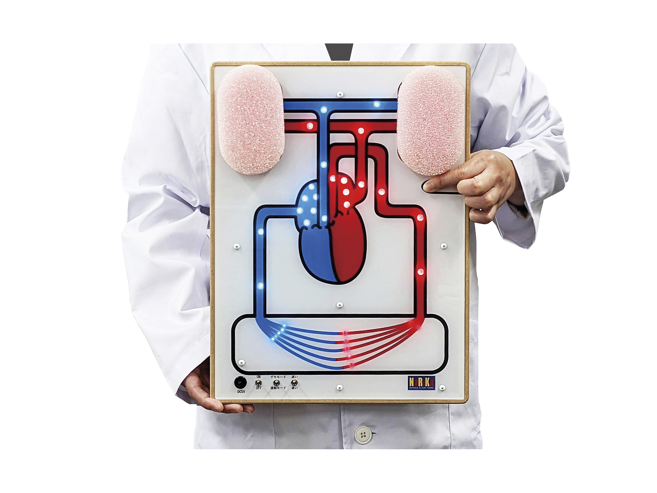 血液循環モデル(LED式)