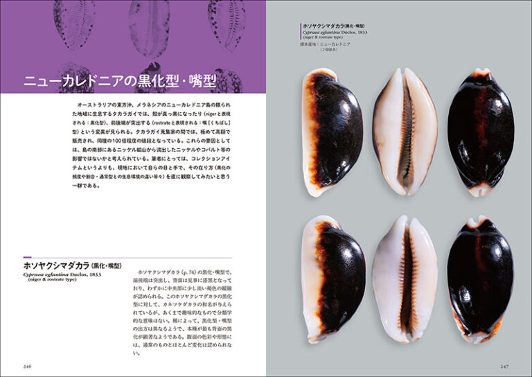 日本と世界のタカラガイ | 株式会社誠文堂新光社