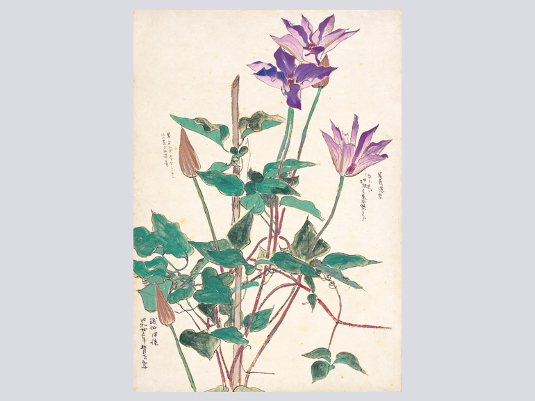 花を描く 堅山南風素描集｜青幻舎 SEIGENSHA Art Publishing, Inc.