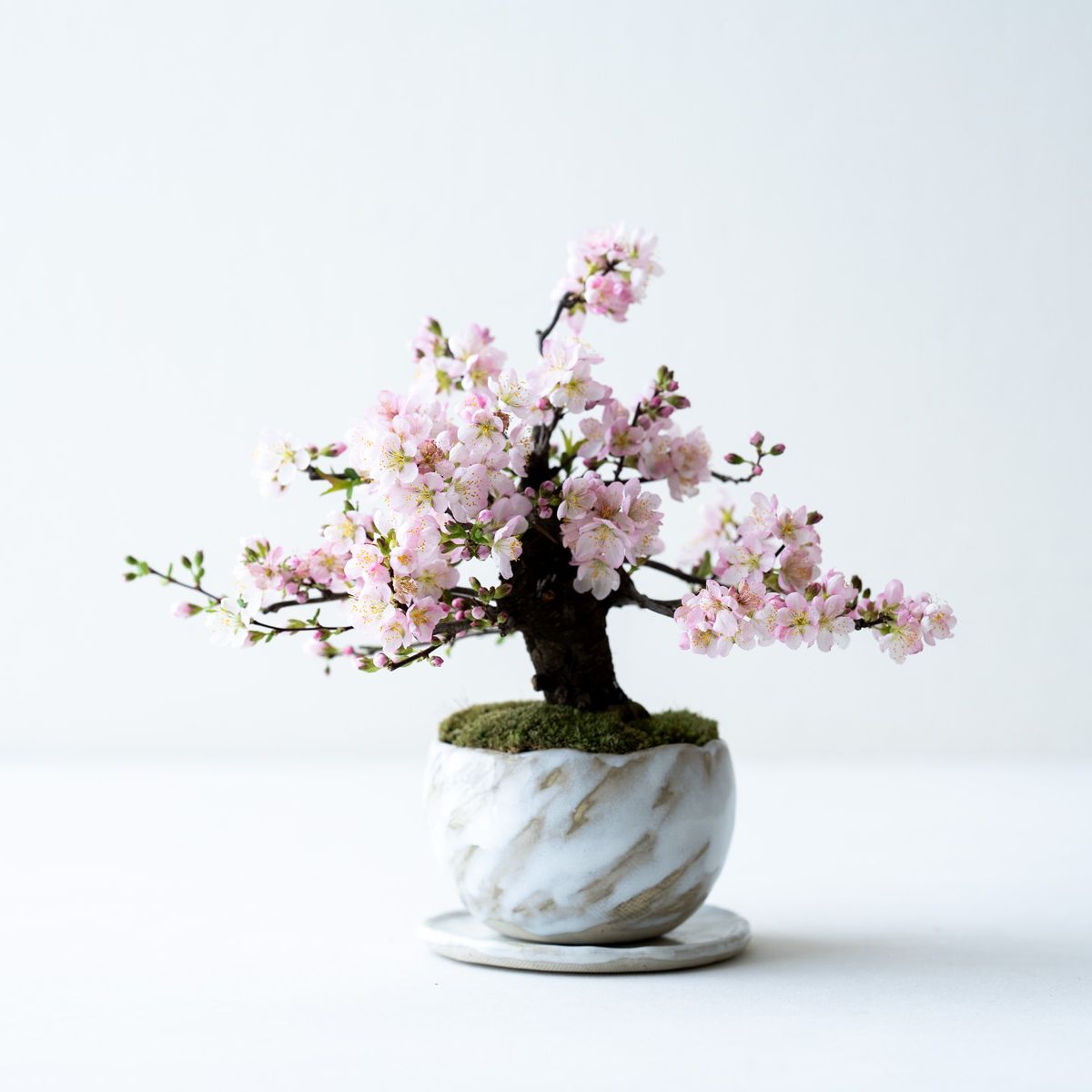 寒グミ｜石木花図鑑｜石木花｜SEKIBOKKA｜盆栽