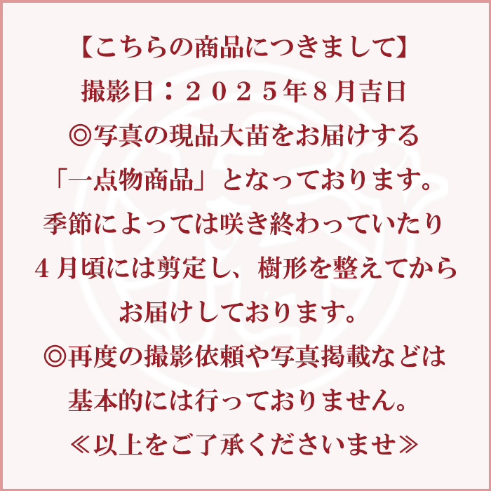 neet 炎 大社紫 此の糸3点セット 椿園オンラインショップ / 【一点物