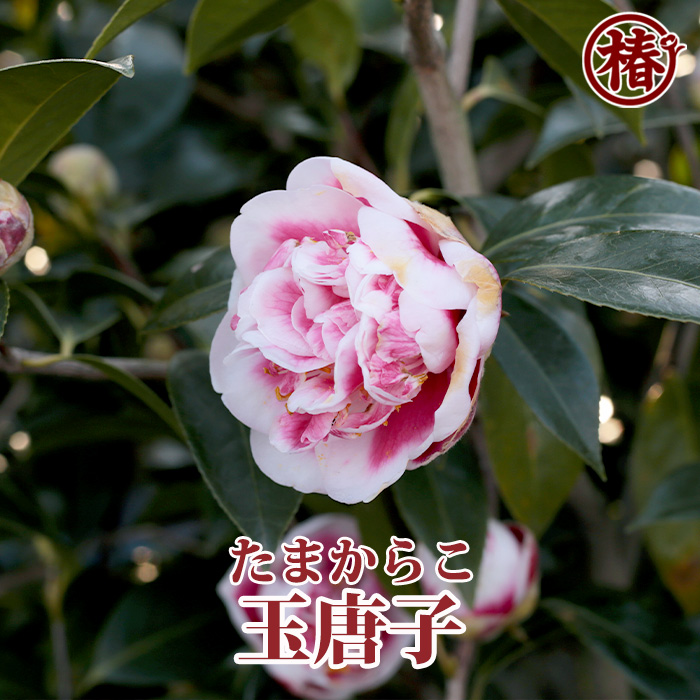 椿園オンラインショップ / 玉唐子・たまからこ