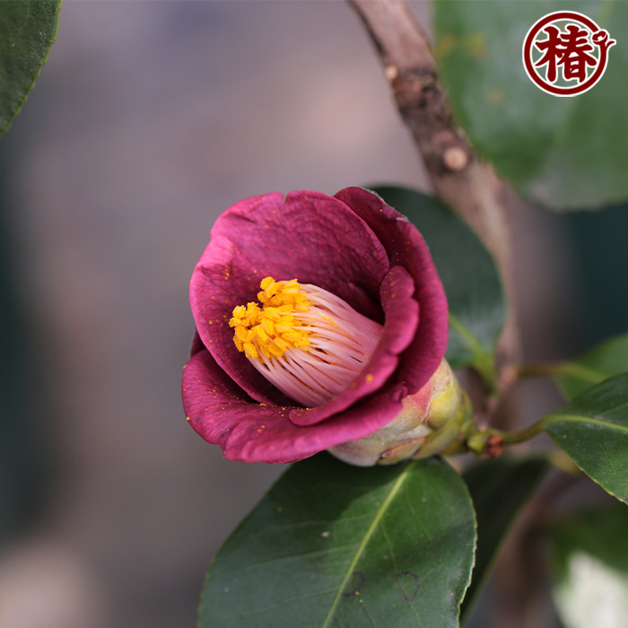 椿園オンラインショップ / 大社紫・たいしゃむらさき