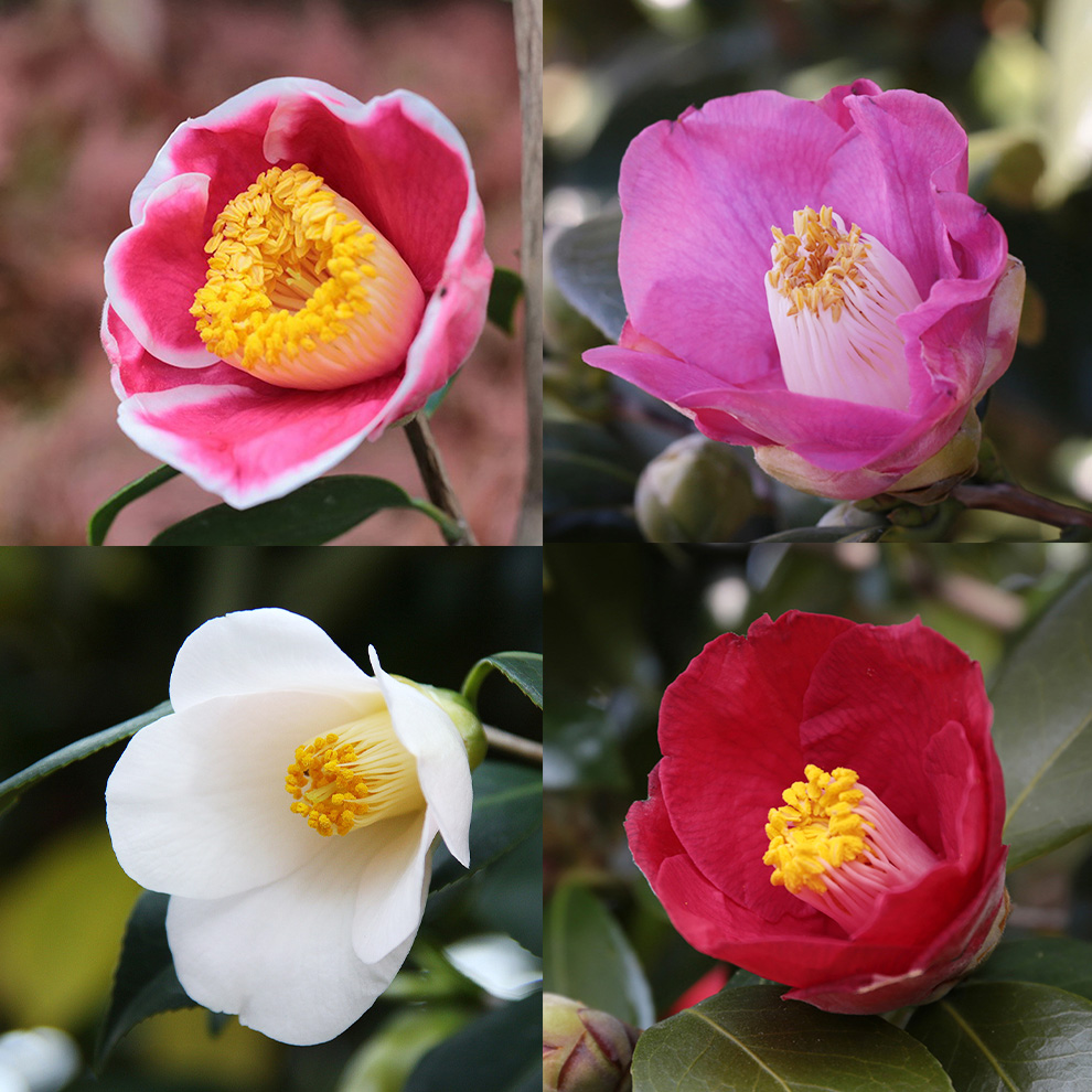 椿園オンラインショップ / 椿園オリジナル4種・4本セット｜6号（18cm