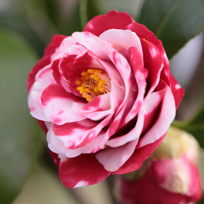 椿園オンラインショップ / 椿の苗木・樹木