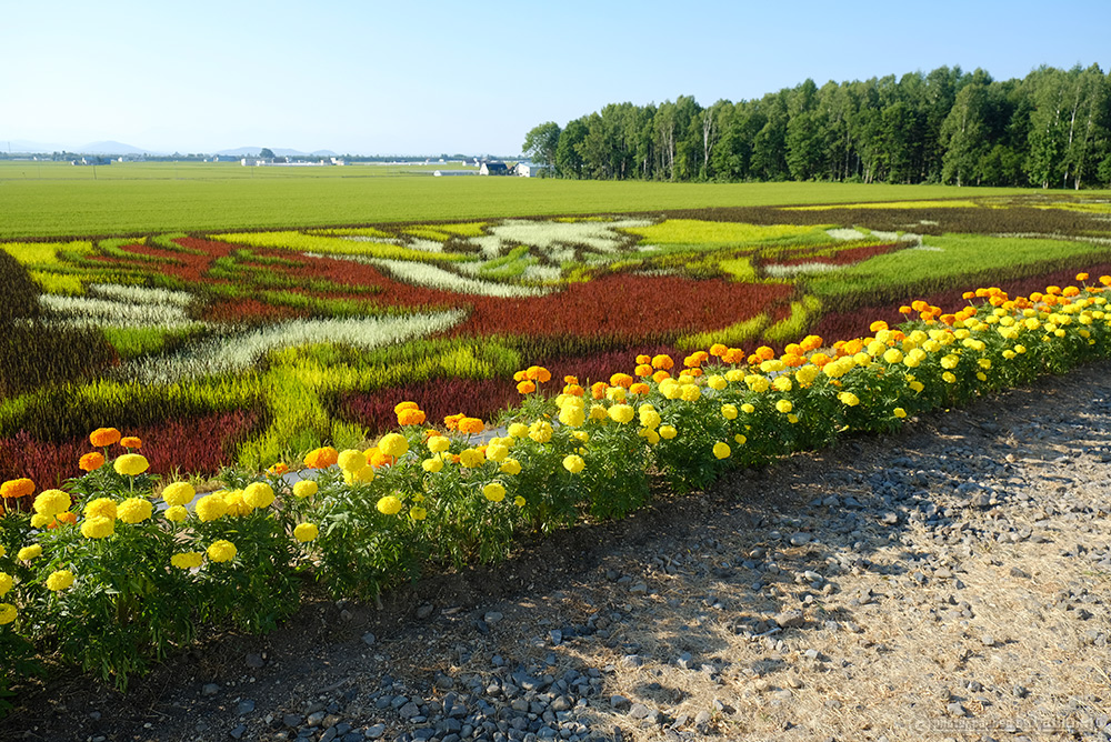 田んぼにお絵かき！圧巻のJAたいせつ田んぼアート2018 | 北海道へ行こう！