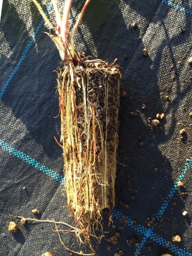 ポットレスコンテナ230 | 株式会社阪中緑化資材